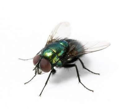 De beste elektrische vliegenvanger methoden tegen vliegen, muggen, wespen, steekvliegen, fruitvliegjes..