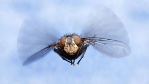 Elektrische Insectenverdelger – zo werkt ‘t