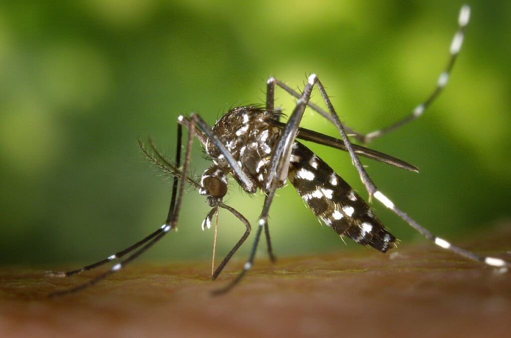 Insecten bestrijden! Anti Muggen, Anti Vliegen en Anti Wespen