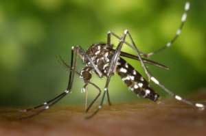 Insectenbestrijding – Muggen, Vliegen en Wespen Doelgericht Bestrijden!
